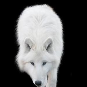 Meet your Posher, Ethan